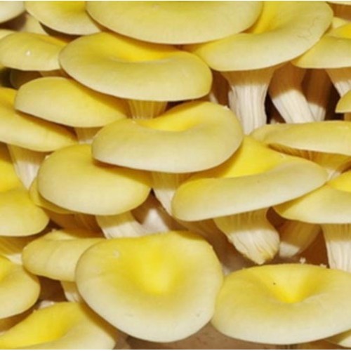 Cogumelo Dourado (Cavilha)