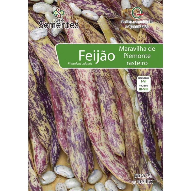 Feijão Maravilha de Piemonte Rasteiro