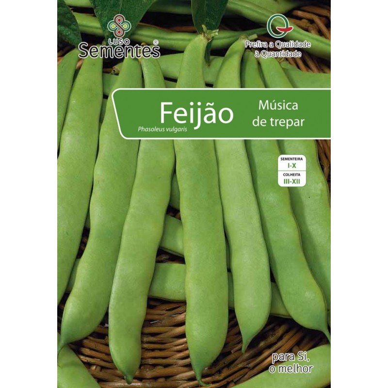 Feijão Música