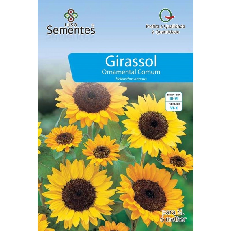 Girassol Ornamental Comum