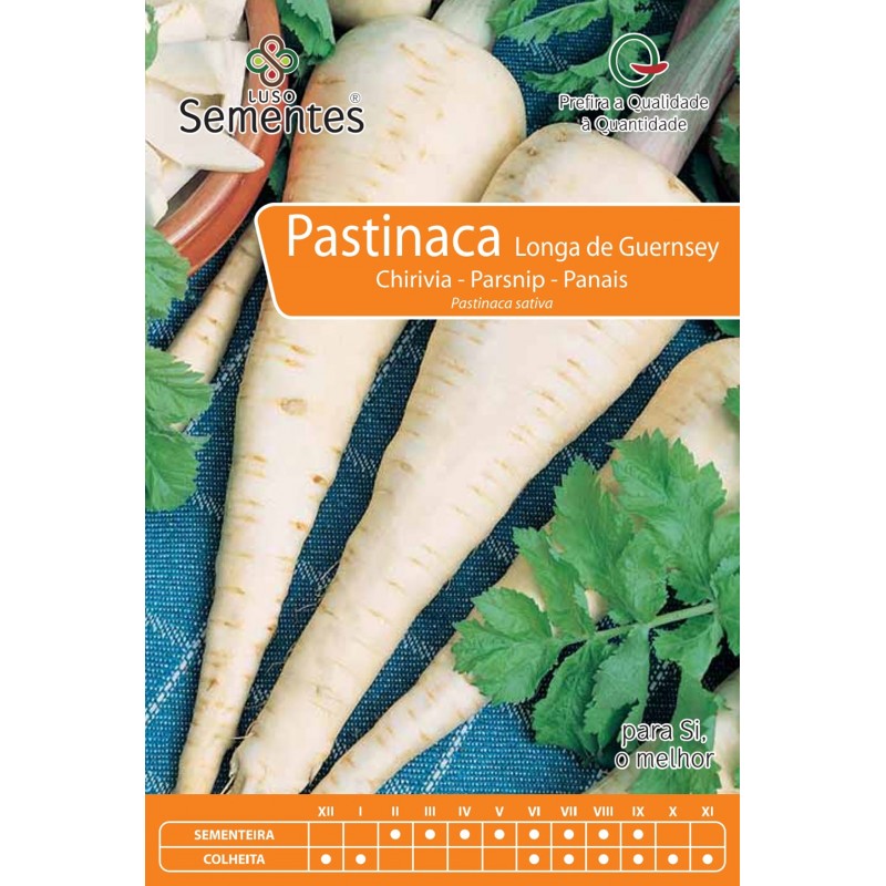 Pastinaca Longa de Guernsey