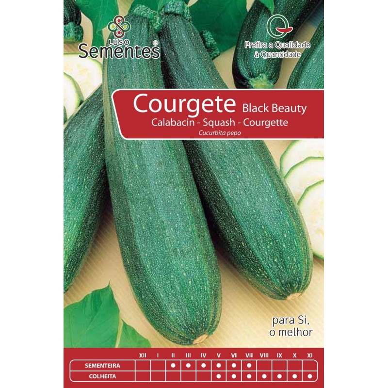 Courgete Black Beauty