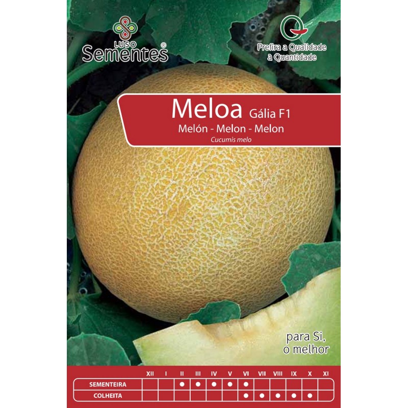 Meloa Gália F1