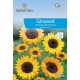 Girassol Ornamental Comum