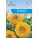 Girassol Ornamental Dobrado